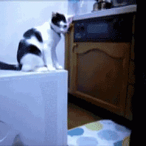 Troll cat