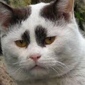 annoyed cat