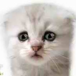 CatBeg
