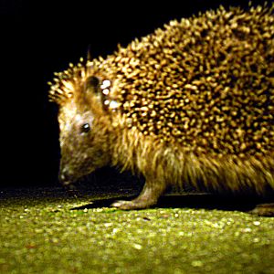 Picture in the HedgeHog series - Close up - Realistic lightning.