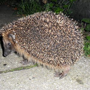 Picture in the HedgeHog series - Close up - Flash.