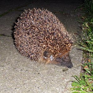 Picture in the HedgeHog series - Close Top - Flash.