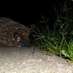 Picture in the HedgeHog series - Medium Shot - Flash.