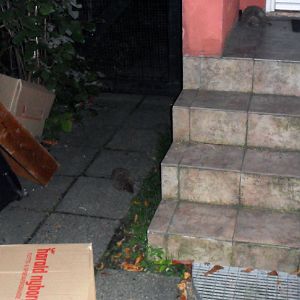 Picture in the HedgeHog series - Distance Shot. My sister jumped from the stairs and hit the hedgehog. As you can see on the pictures it was luckily u