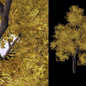 Common Yelow Tree 08