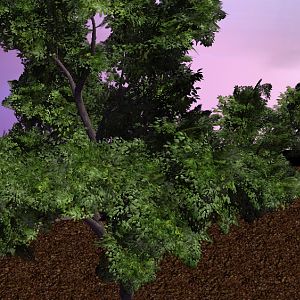 CommonGreenTree 01