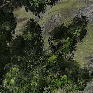 CommonGreenTree 04