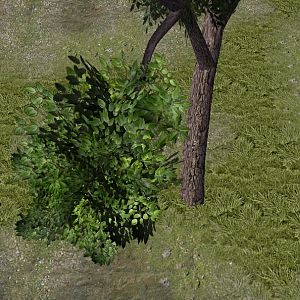CommonGreenTree 05