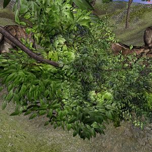 CommonGreenTree 06