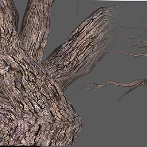 FH   Oak Tree