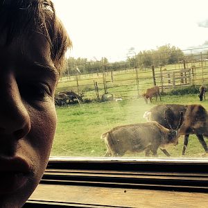 Thats where i work... Those are reindeer