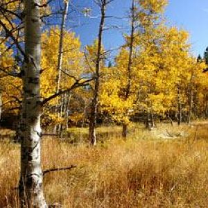 Aspens