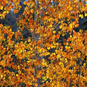 aspen tree (1)