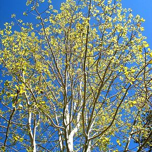 aspen tree