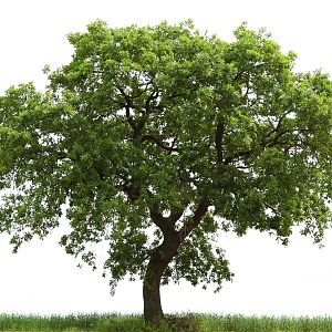loan oak tree