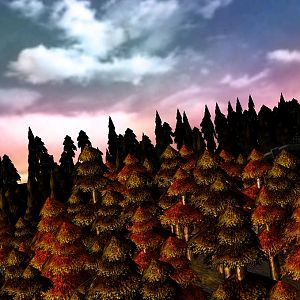 Fall Trees with nice Sky