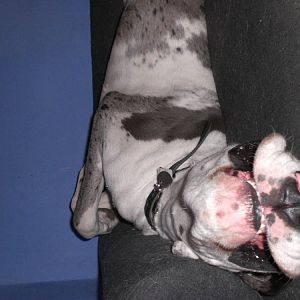 My wierd dog - looks a bit alien