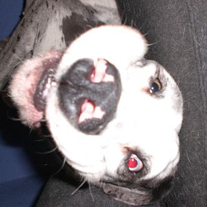 My wierd dog again - its happy