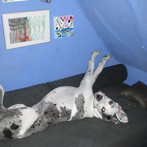 My wierd dog another time - Stretching