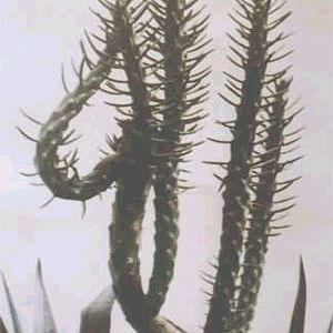 Cactus