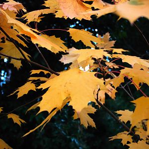Autumn