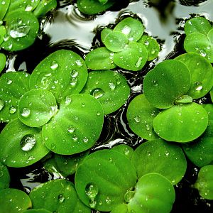 Green Lilies