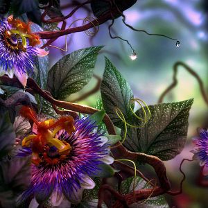 Beauty of Flower