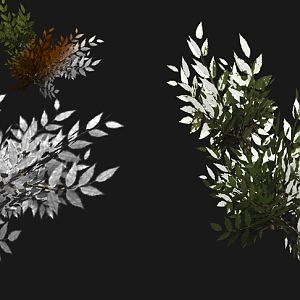 bushes