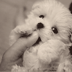 gif 357x200 1789e0