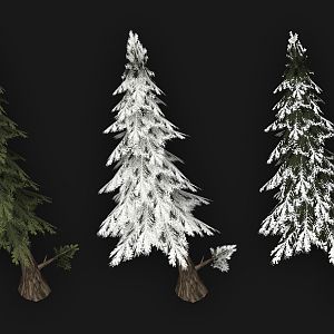 Fir