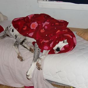 One of my dogs sleeping in my sisters bed. Clearly it felt cold.