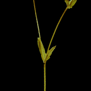 Generic Bush 3 D