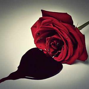 bleeding rose