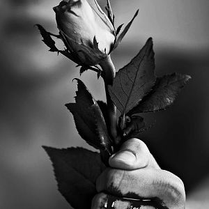 bloody hand rose