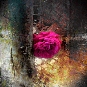 Rose4