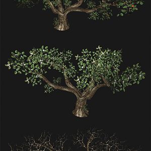 trees