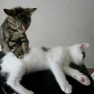お客さん 猫背ですね にゃー
Nya It is hunched visitor