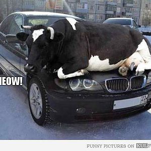 CatCow