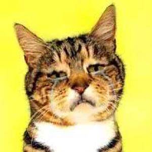 CatCry