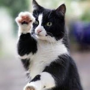 CatKungFuStance