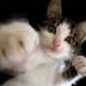 CatPunch