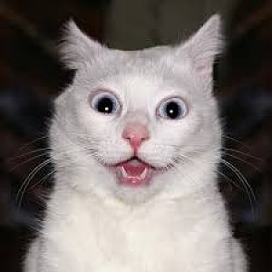 CatShock1