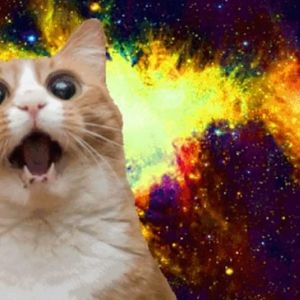 CatShock3