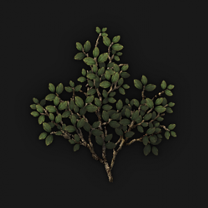 Branch