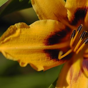Aero Flower