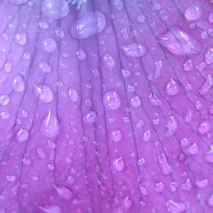 Purple Flower