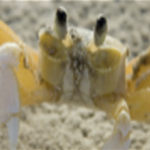 crab