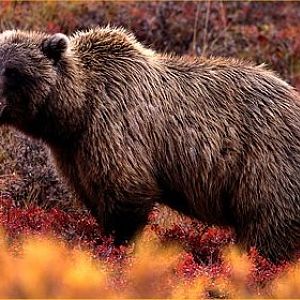 Bears