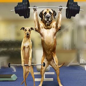 Dogs on gym