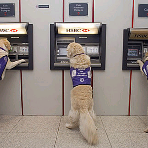 Dogs using ATM machine